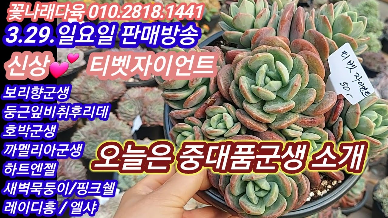 오늘은 신상 대품 다육이 소개하는 날 ! 3.29.일요일 판매방송💥신상 많아요 ~ 꽃나래다육 010.2818.1441 