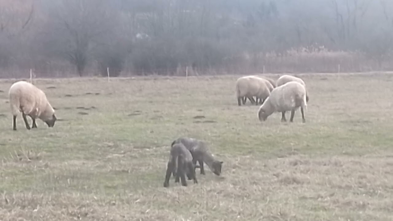 8 Tage alte Zwillinge und benehmen sich wie die alte Schafe 🤣🥰❤️