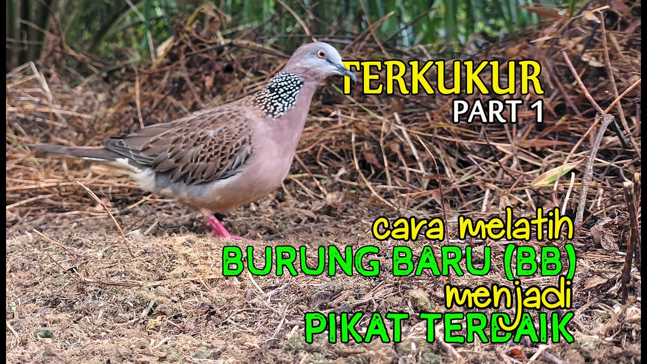 CARA MELATIH BURUNG TERKUKUR / DERKUKU MENJADI PIKAT TERBAIK PART 1
