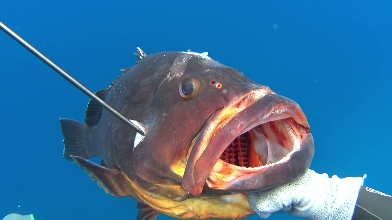 🔱Ψαροντούφεκο Ροφός 16,9kg & Διάσωση Χελωνών🔱Spearfishing Sakis Tsonis
