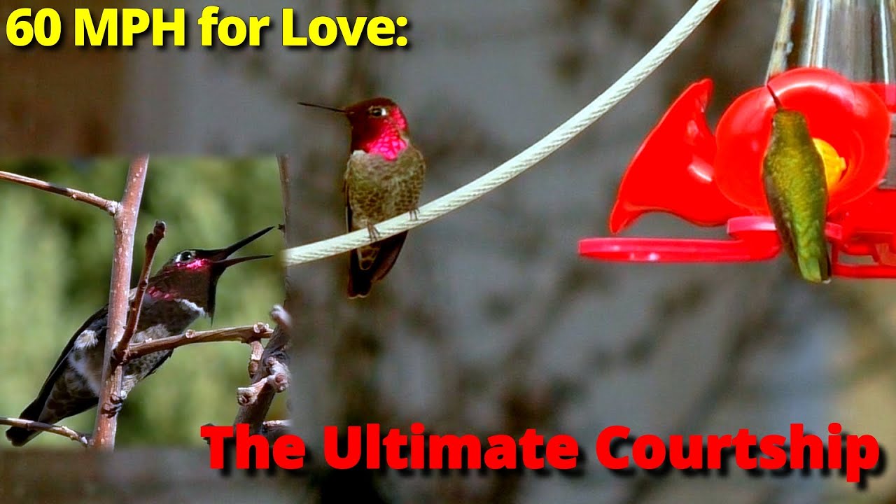 60 MPH for love | Annas Hummingbird series Episode 3: courtship