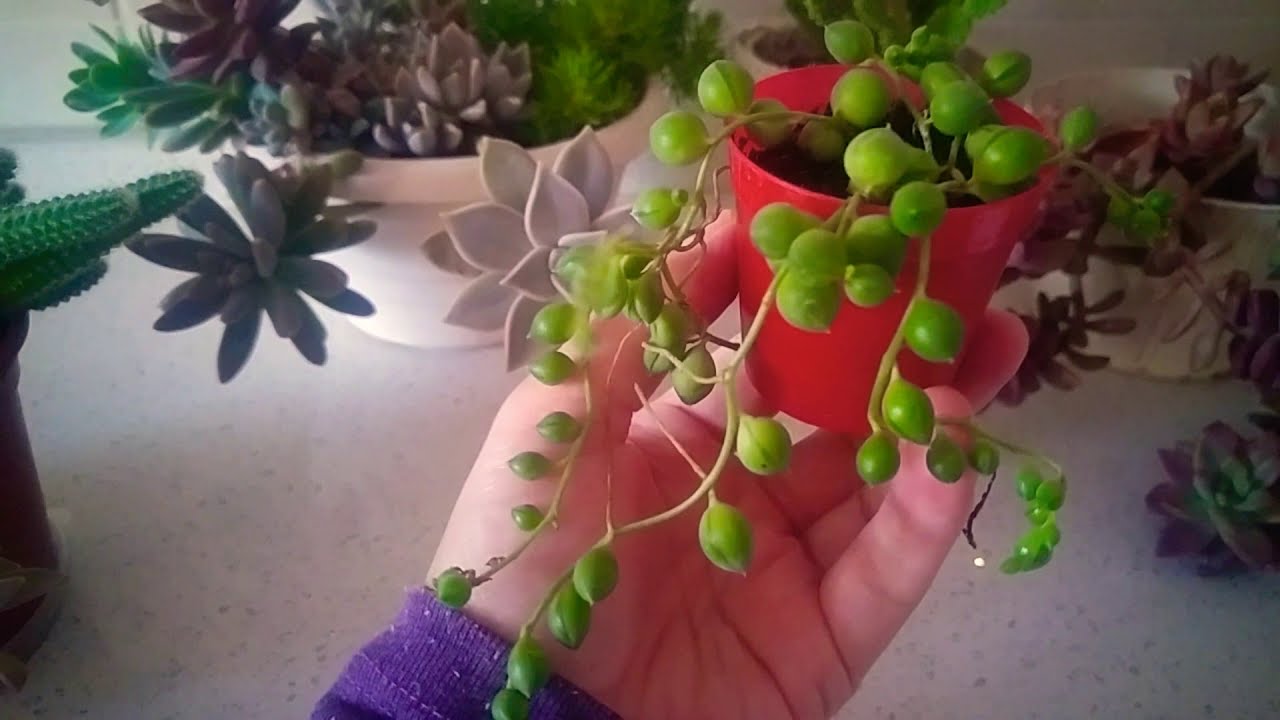 Tesbih Çiçeği. Tesbih çiçeği bakımı ve saksı değişimi hakkında bilgi. Senecio rowleyanusum.