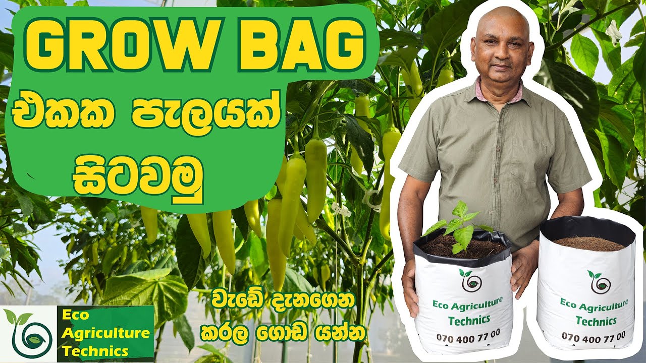 EP 28#Grow Bag එකක පැලයක් සිටවමු...