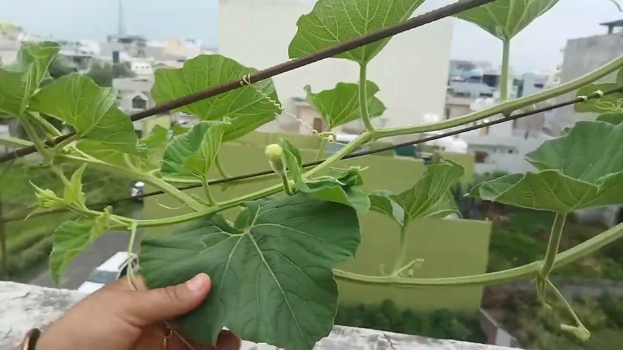 आज बनाए लौकी के पौधे के लिए जाल🥰🙌