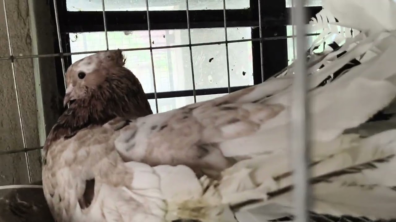 American Fantails breeding updates. 