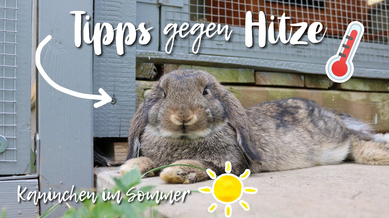 Kaninchen im SOMMER ☀️ - Tipps gegen HITZE 🌡 | Kaninchenstar