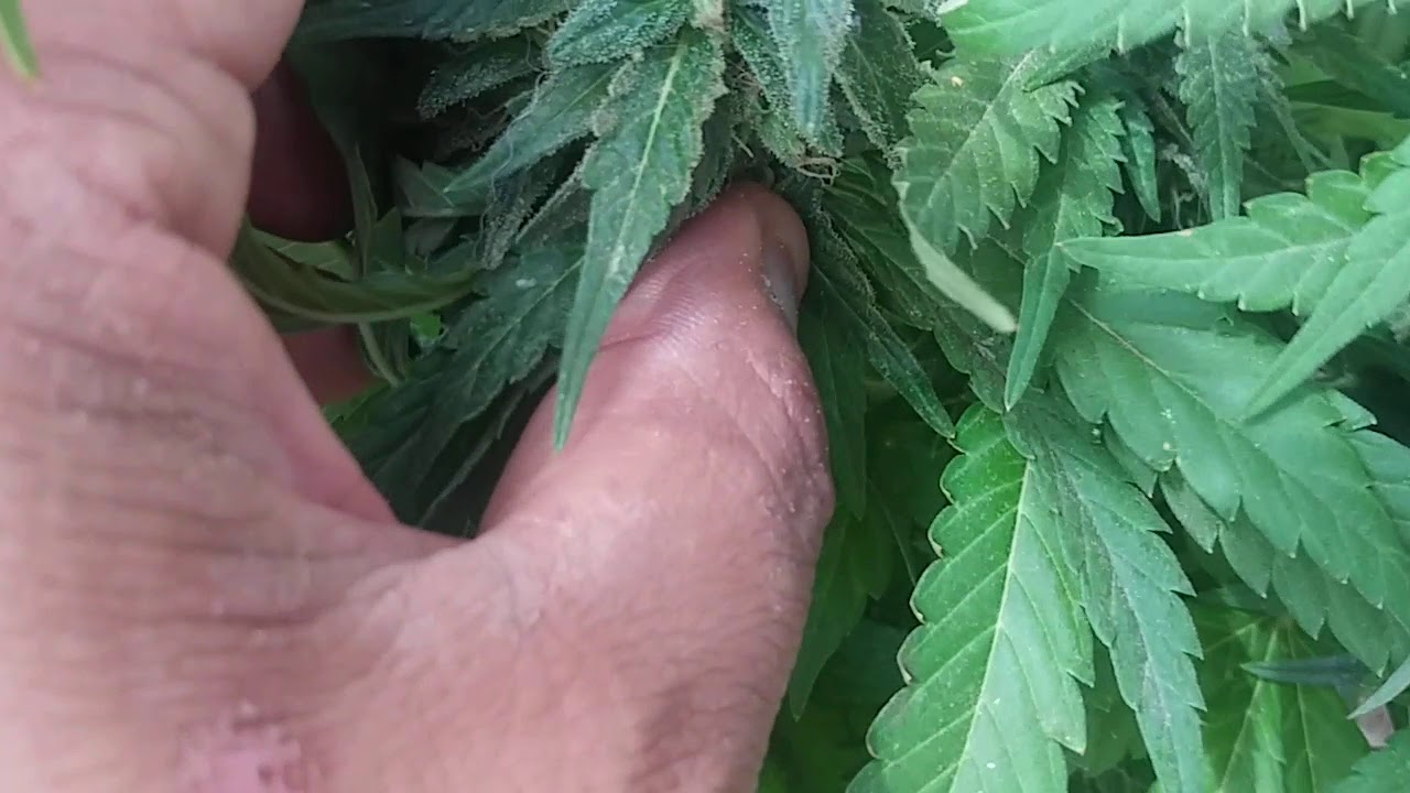 Marshydro sp150 LED Give Away and a look at the grow