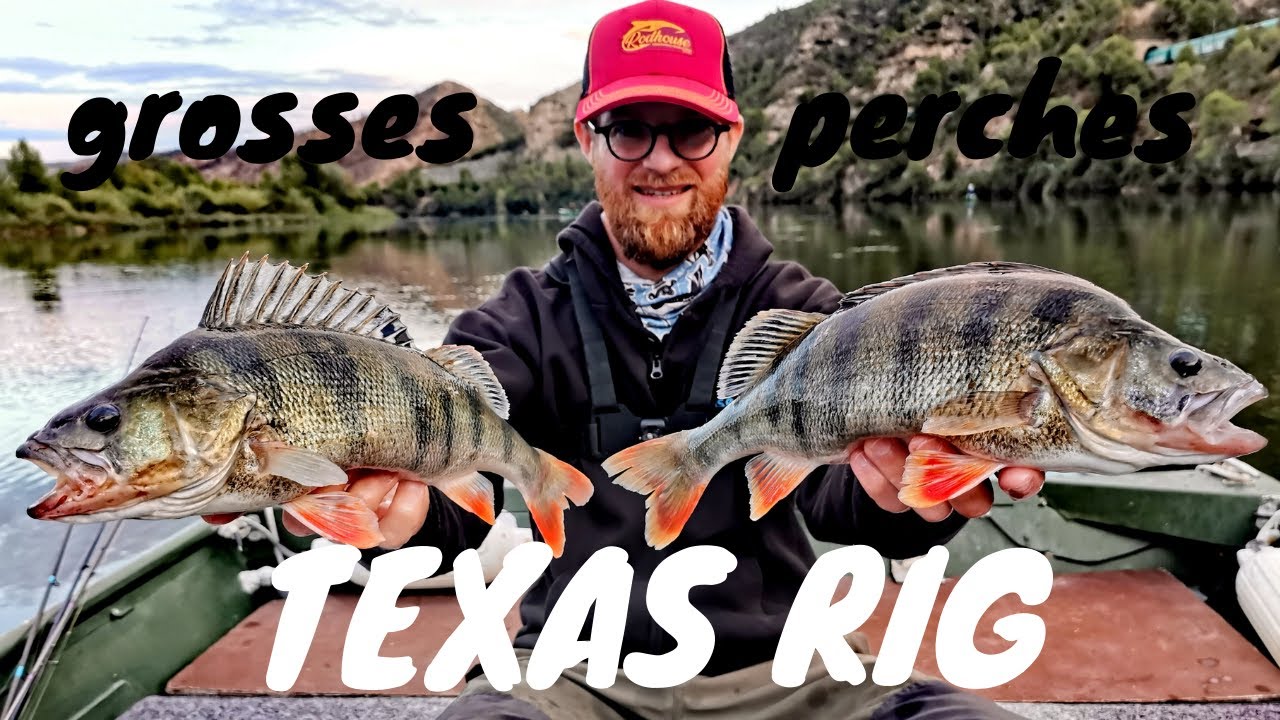 Grosses perches en TEXAS RIG