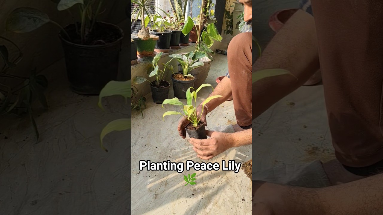 Planting Peace Lily | Spathiphyllum &lsquo;Gold&rsquo; | Part 3 #plants #garden #shorts #gardening