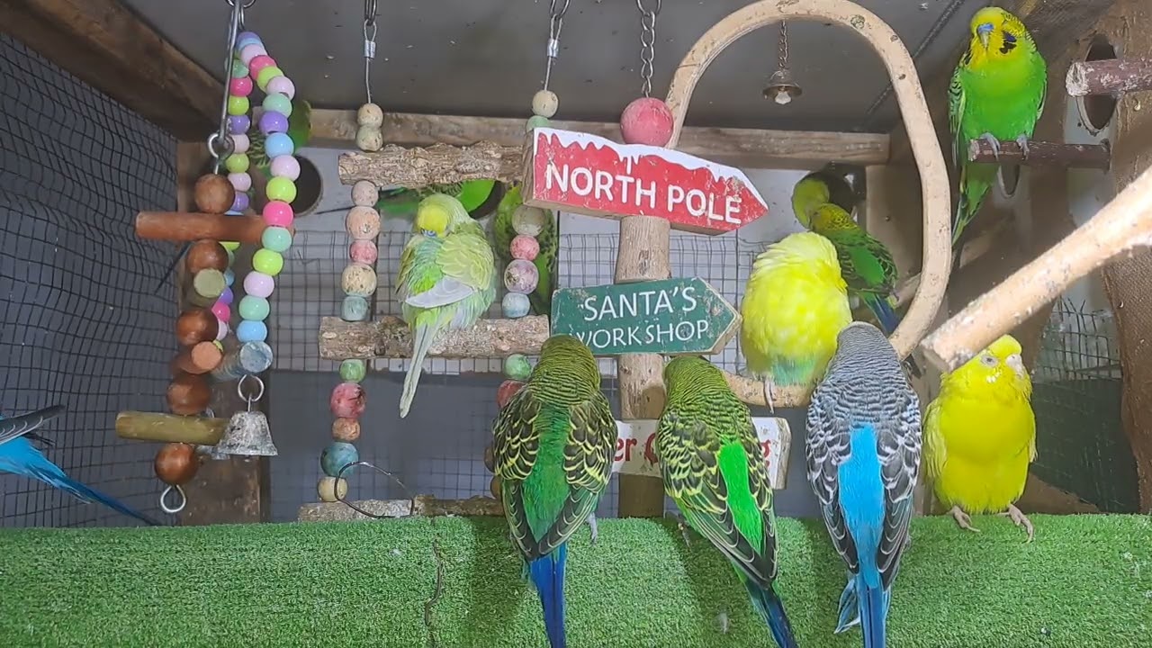 “You won’t believe what he said… 😅🦜 #FYP”