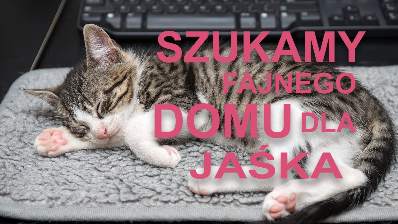 Szukamy fajnego domu dla Jaśka
