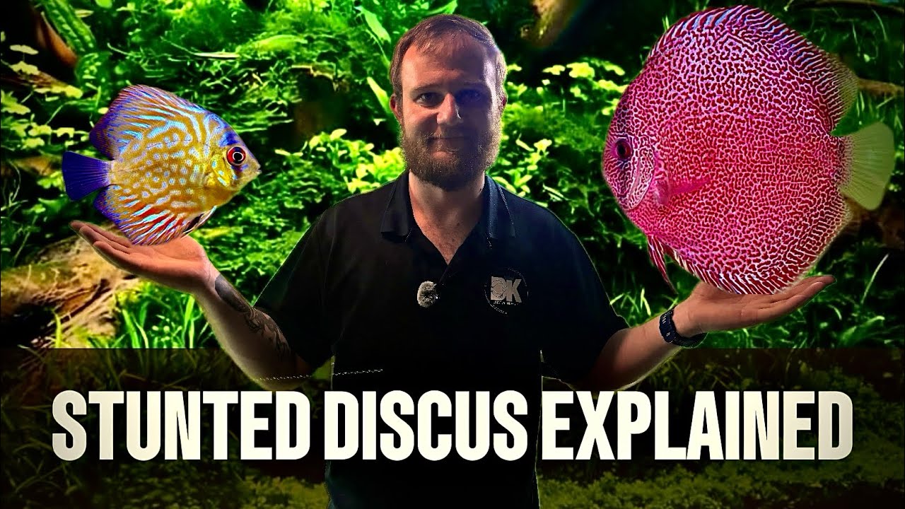 EXPLAINING STUNTED DISCUS !!!