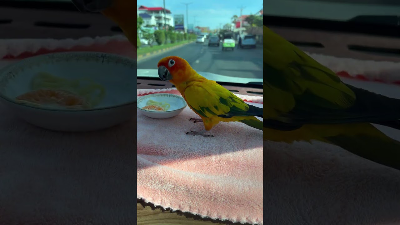 Julie eating orange in the car #parrot #cute #birds #sunconure #lovebirds #pets #lovely #love