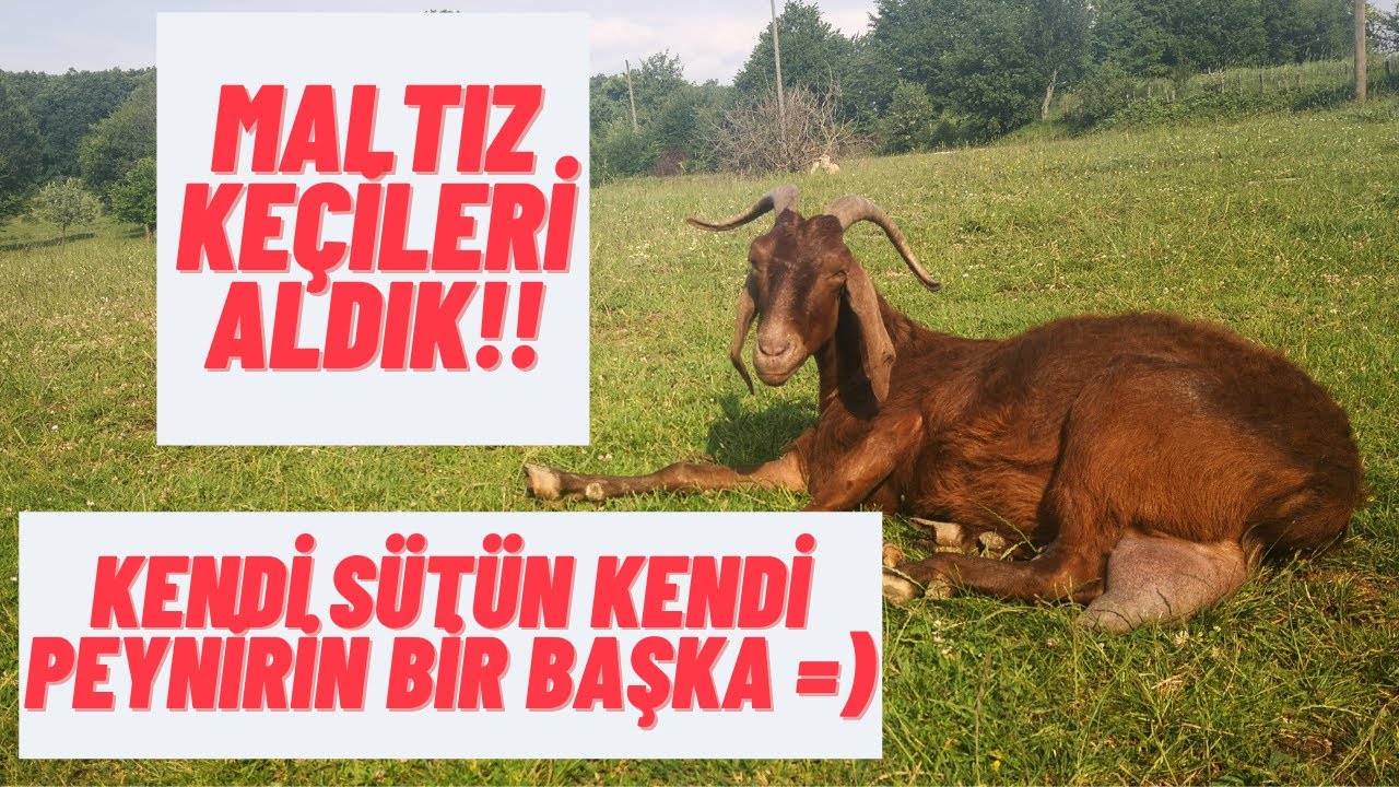 ORJİNAL TÜRK MALTIZ KEÇİLERİ GETİRDİK😉 KEÇİLERİM KAÇ LİTRE SÜT VERİYOR