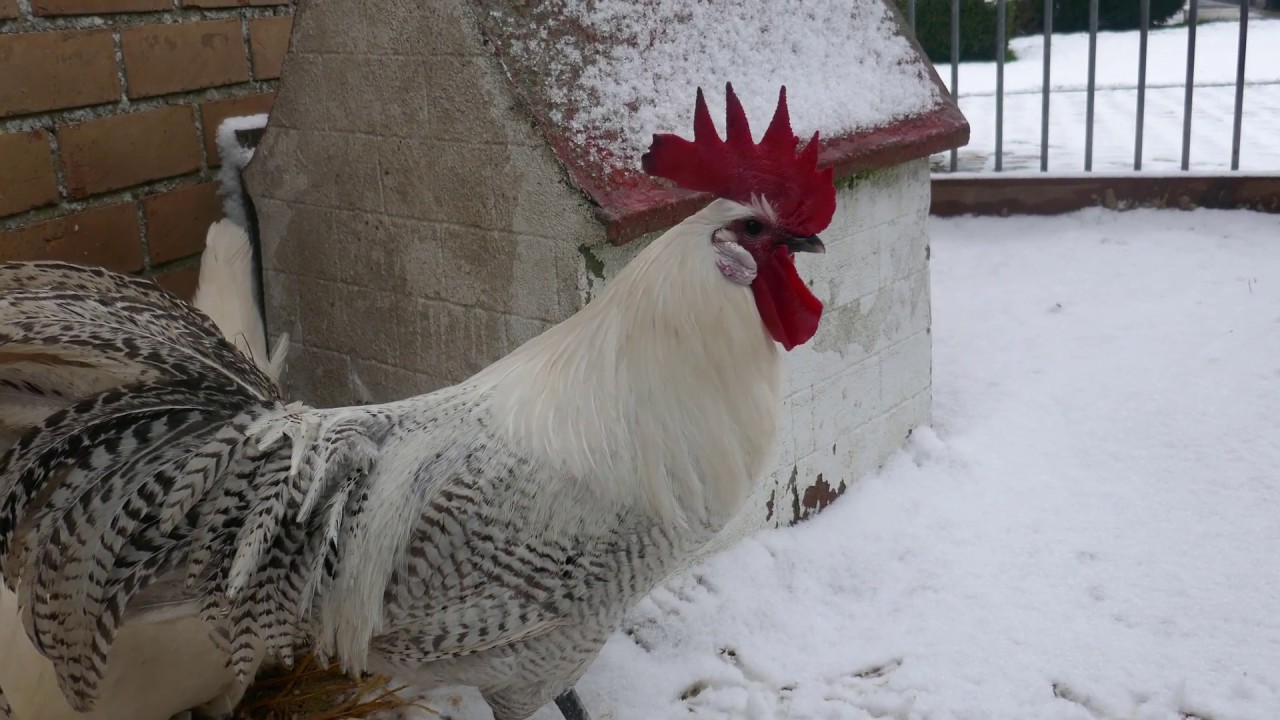 Breeding flock in the snow