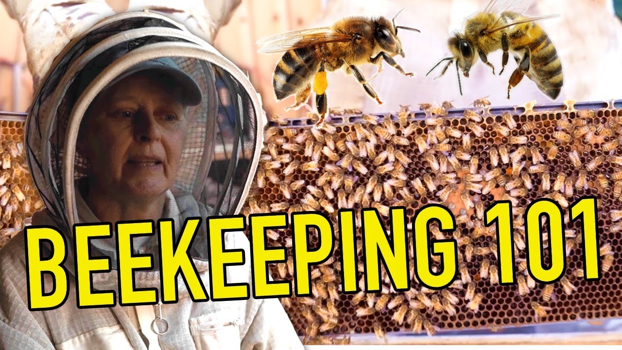 How to do backyard beekeeping: inside Southern California hives
