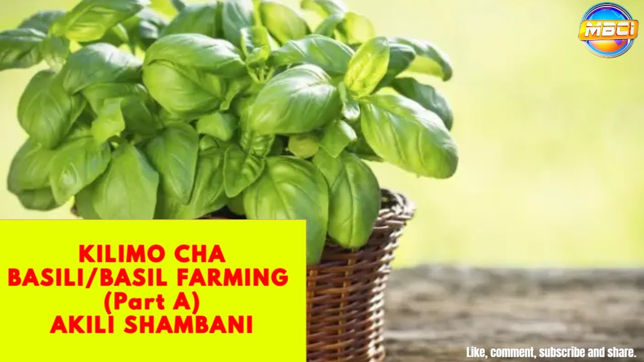 KILIMO CHA BASIL/ Basil Farming [ PART A ] || AKILI SHAMBANI