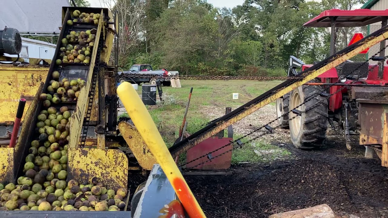 Hulling and Bagging Black Walnuts in Eastern Kentucky.