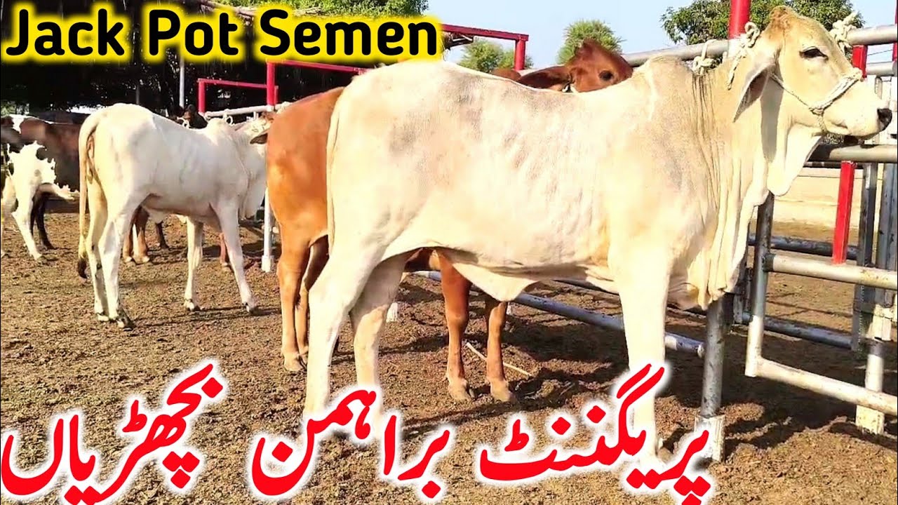 Brahman Jackpot Slugger Sahiwal Hiefer Near Multan Cow Mandi || Global Village Farming