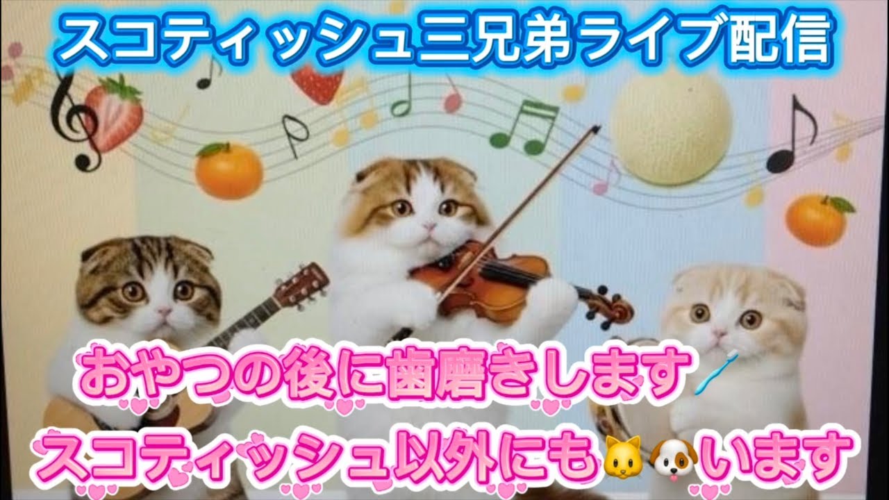 スコティッシュ三兄弟 No.203 おやつの後に歯磨きします🪥犬と保護猫も参加しています。