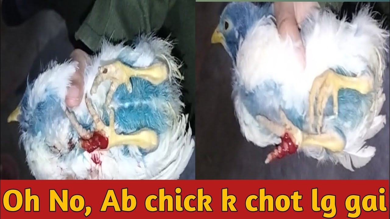 Chiks ko chot lag gai#dailyvlog #pet 