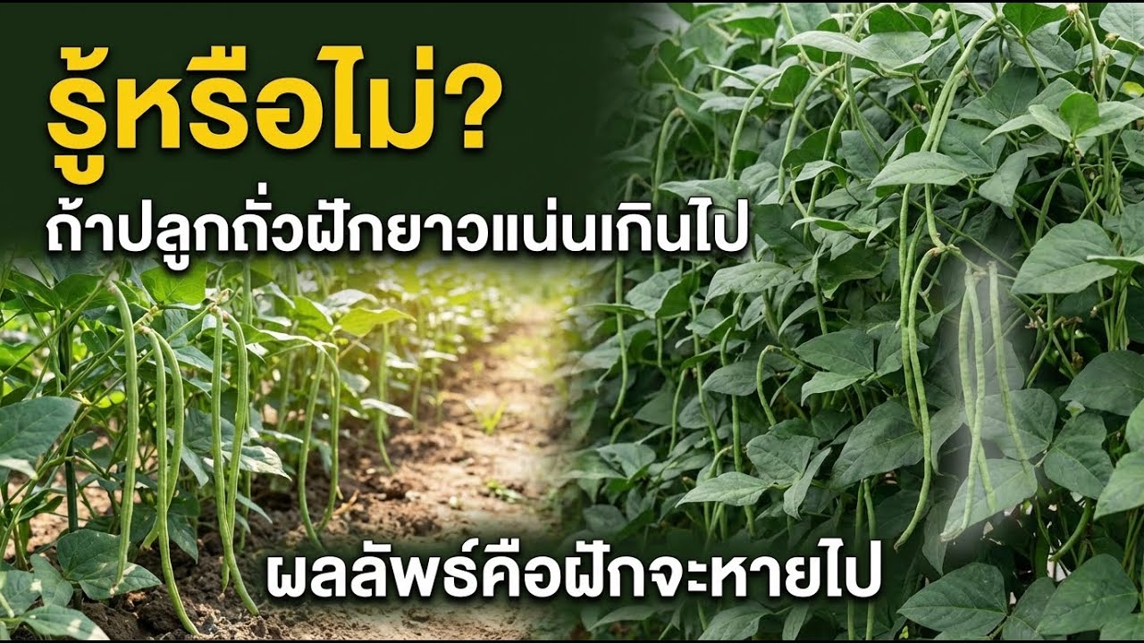 ปลูกถั่วฝักยาวแน่นเกินไป ทำไมไม่ออกฝัก? วิธีแก้ง่ายๆ ได้ผลจริง