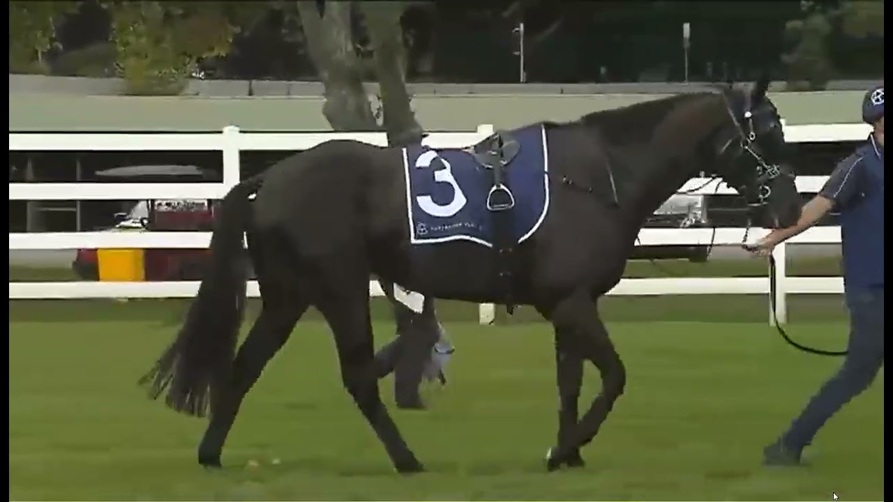 RACE 5 - RANDWICK - AUSTRALIA -14 FEB 2026