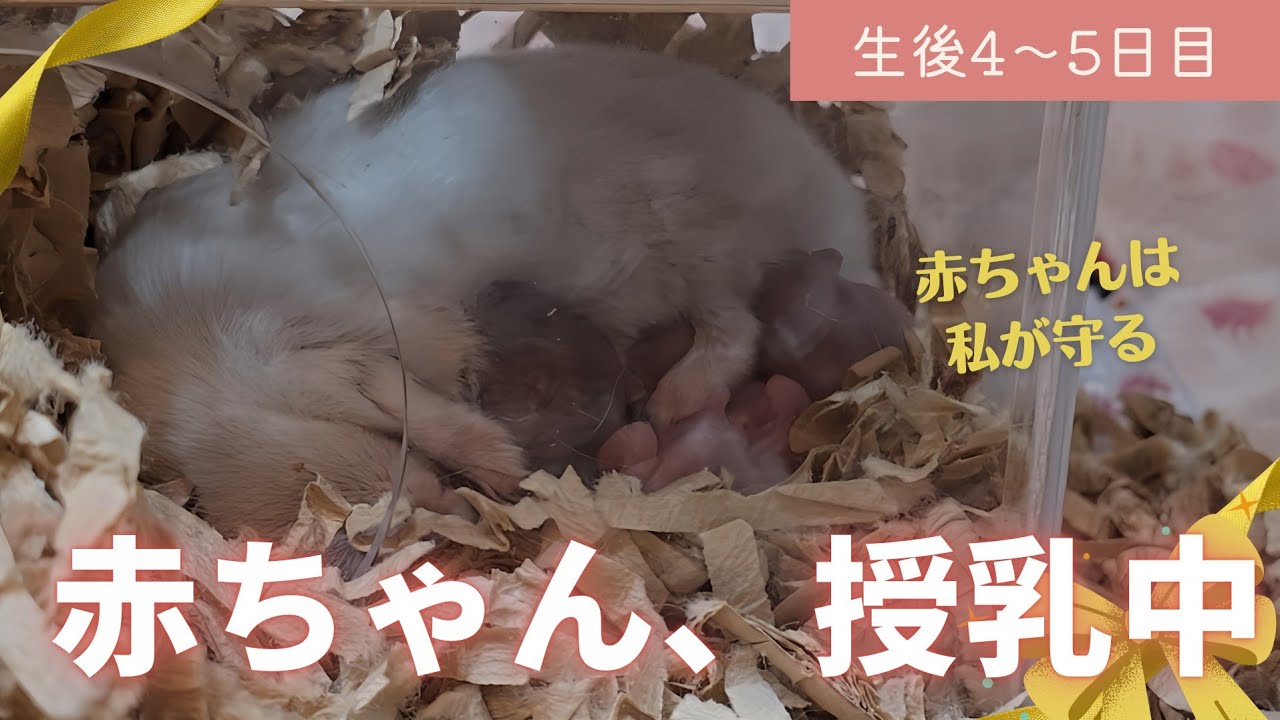 【生後4～5日目】赤ちゃん授乳～でかすぎるハムスターの赤ちゃん