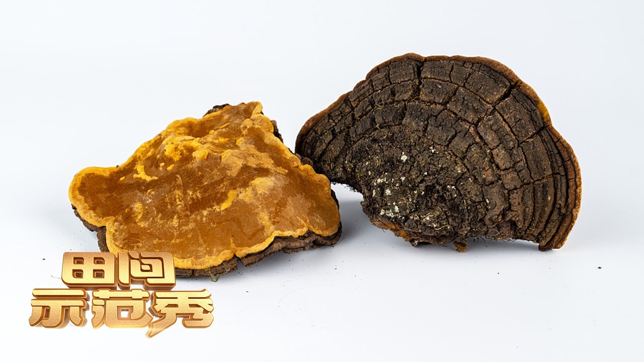 揭秘人工种植桑黄的正确方法，湿度把控很关键！丨「田间示范秀」20220418