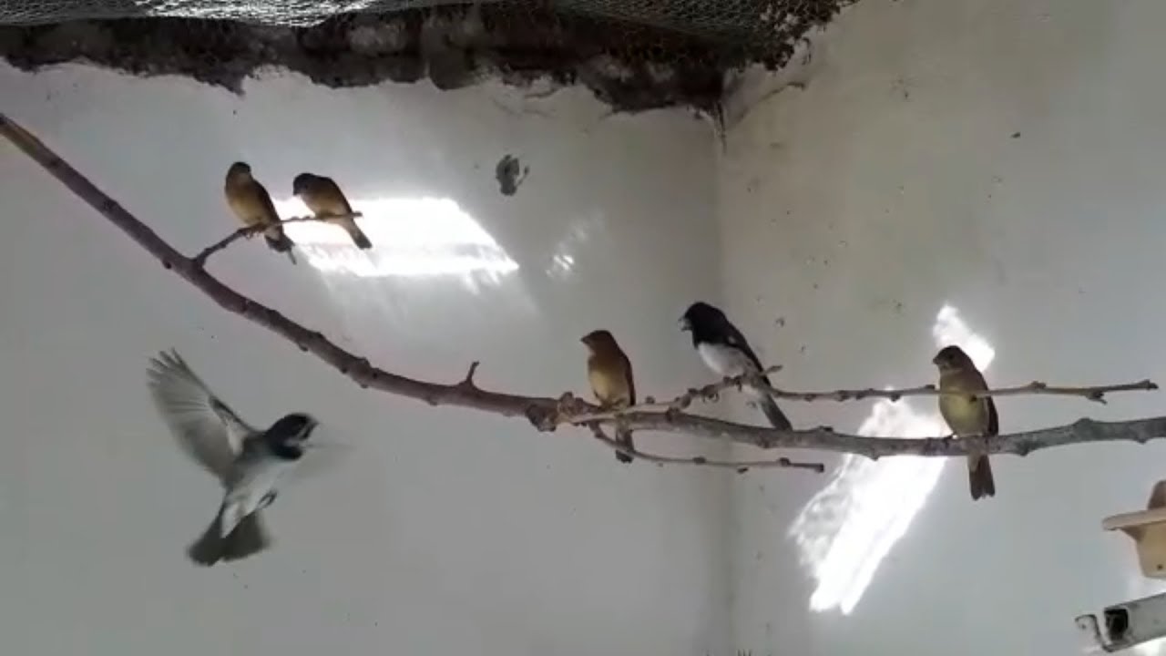 Soltura dos Coleiros no Viveiro - Criadouro Grim
