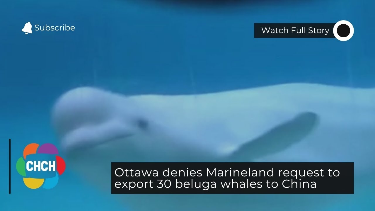 Оттава отклонила запрос Marineland на экспорт 30 белух в Китай