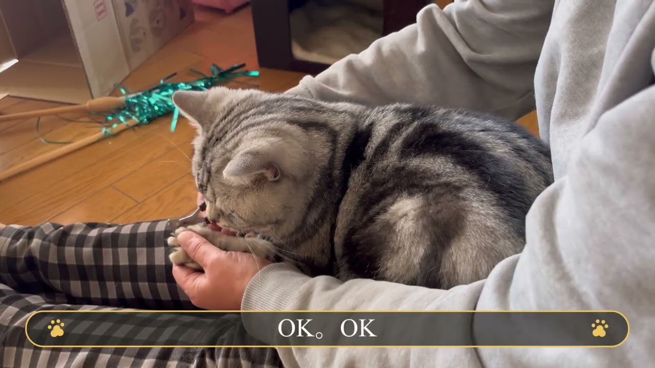 ずっと反抗期の猫。爪切り大嫌い。爪切りが好きになる方法ないかな？
