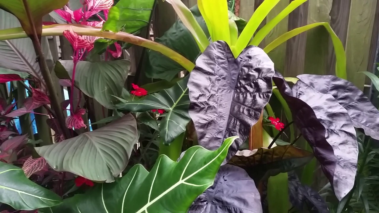 Tropical Jungle at Boca Cay Sept 24 2014