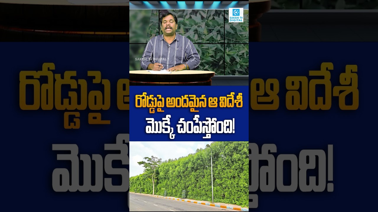 The Hidden Danger Behind India&rsquo;s Green Highways: Why Conocarpus Trees Are Being Banned
