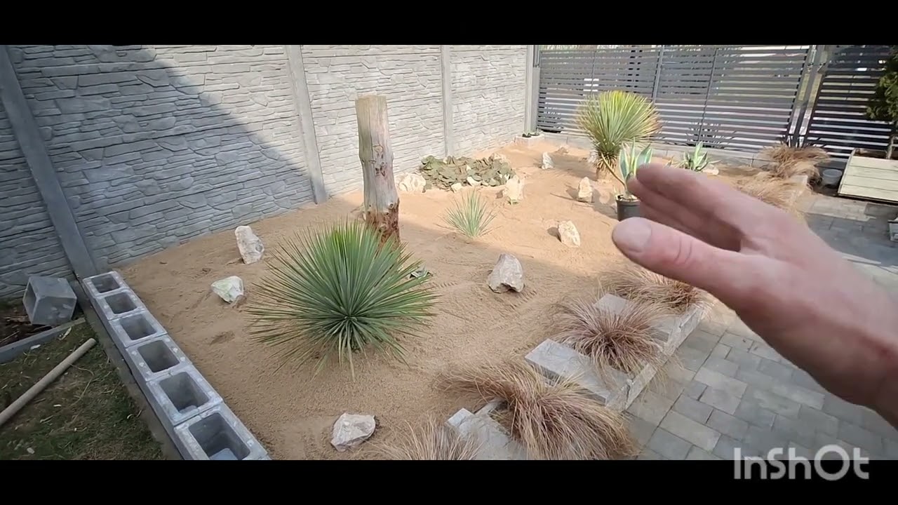 Odcinek 103# Nowa - stara pustynia. Przycinanie traw pampasowych.  #pampasy, #agawa, #opuncja, #yuki