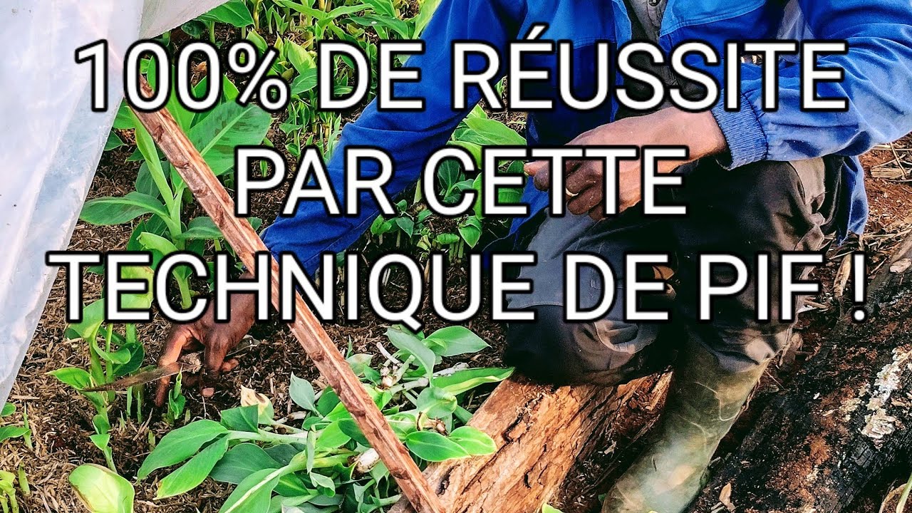Comment bien réussir le sevrage des Vivo plantules (PIF), de bananier plantain en germoir?