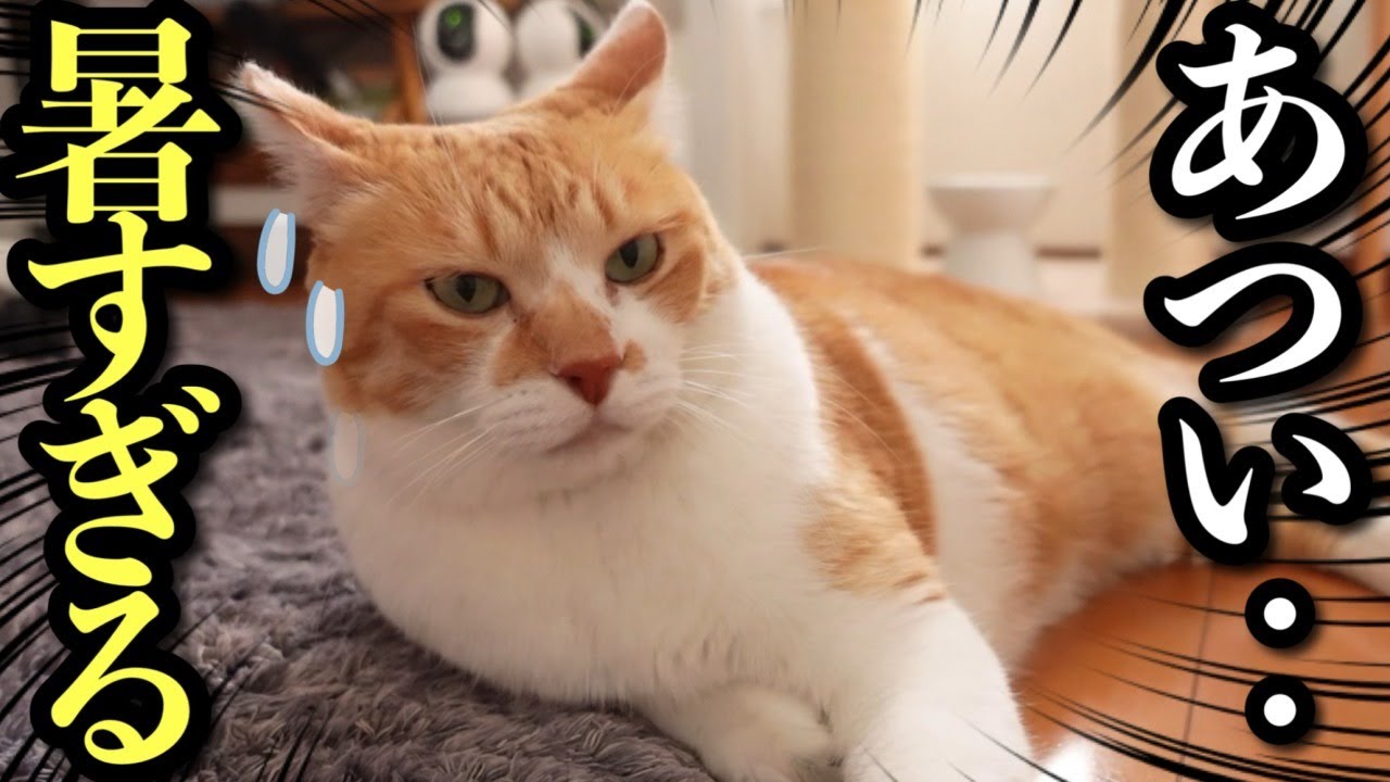 Летняя жара изнуряет кота: он отказывается от любимой прогулки!