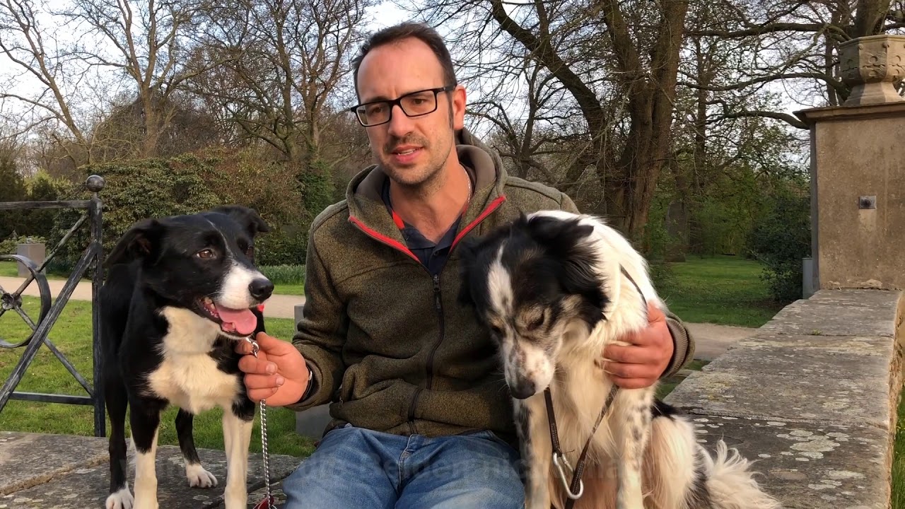 Dennis Kräh hütet Schafe mit Border Collies