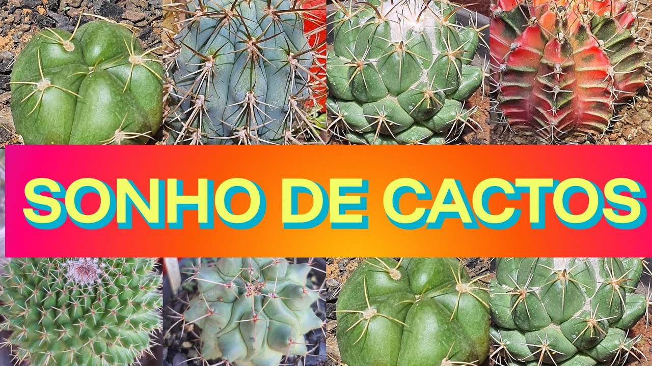 CACTOS que Eu Sempre Quis ter e Consegui Comorar: Cactos dos Sonhos! (Cactos a Planta de 2025)