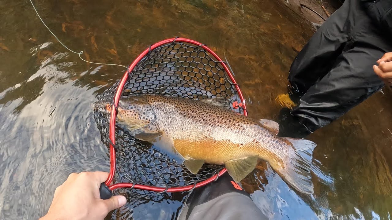 LA GRAN TRUCHA / festival de piques, Puerto Montt.