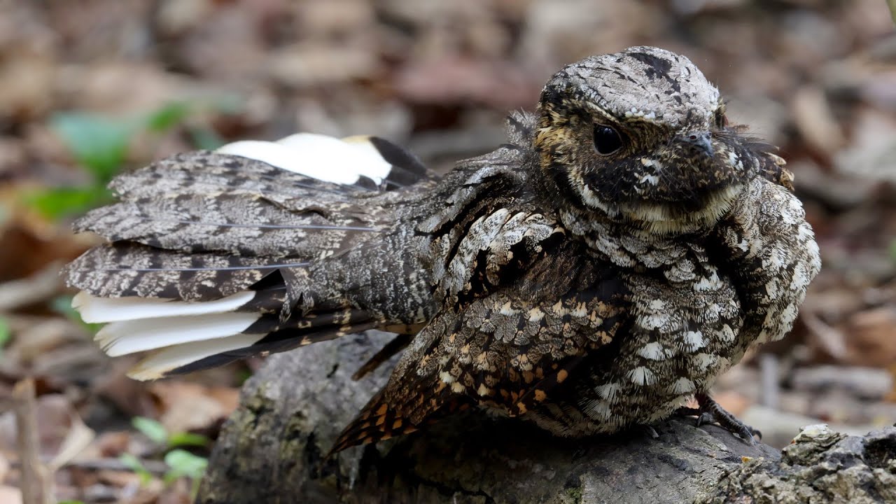 Eastern whip-poor-will threat display