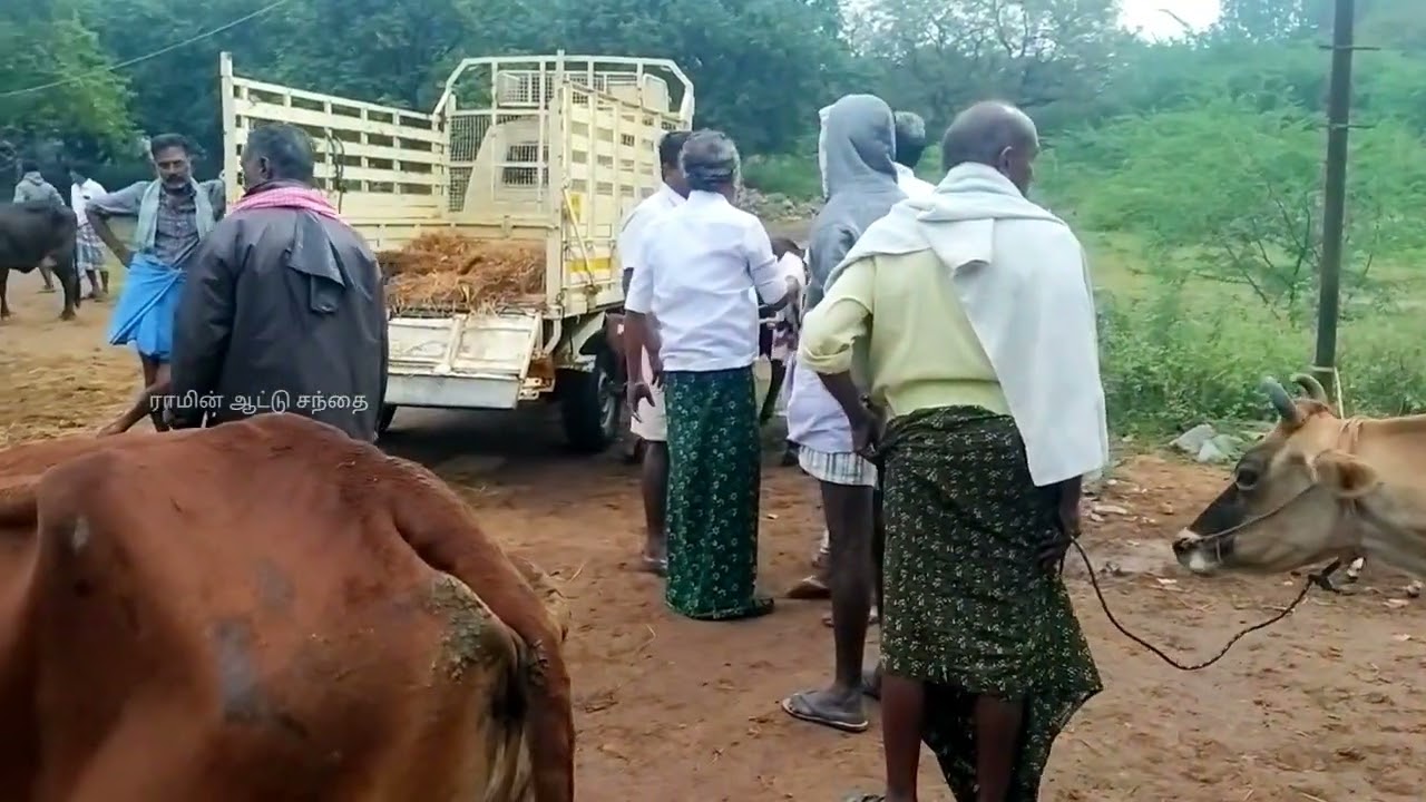 கடையம் சந்தை | கடையம் ஆட்டு சந்தை | கடையம் மாட்டு சந்தை #ram_aattu_sandhai
