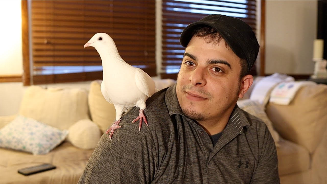 My Pet Dove - White Racing Pigeon - Pet Pigeon - 🕊❤️ Cute Pets of YT