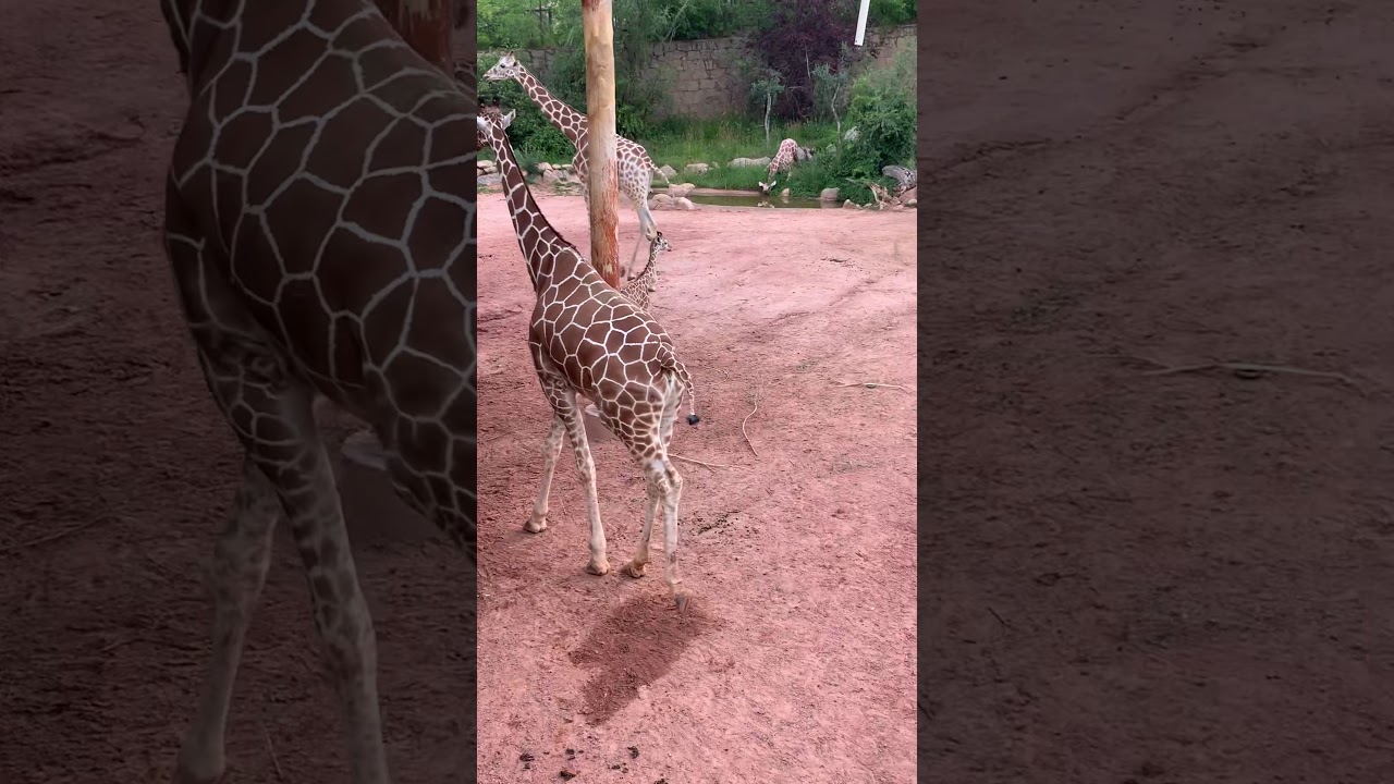 PGR (pro giraffe rodeo) Think you can ride this baby for 8 seconds?!