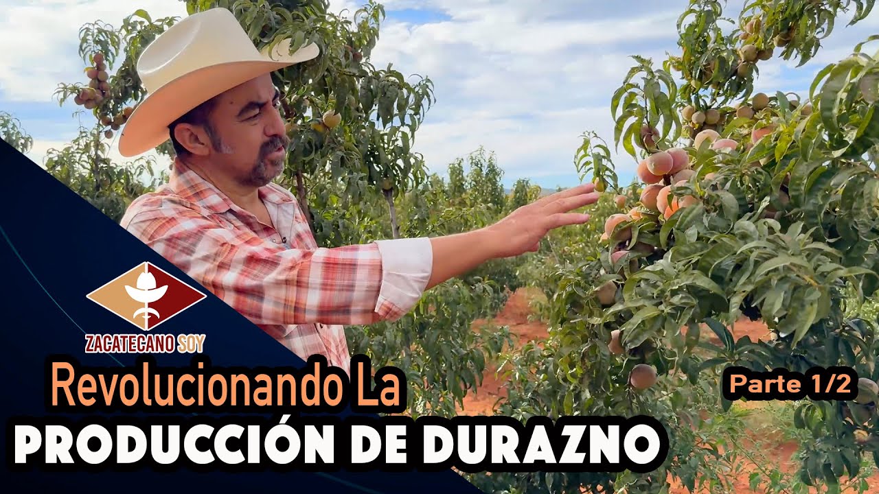 5 VECES MÁS DURAZNO Este Año Si Triunfo El Cultivo