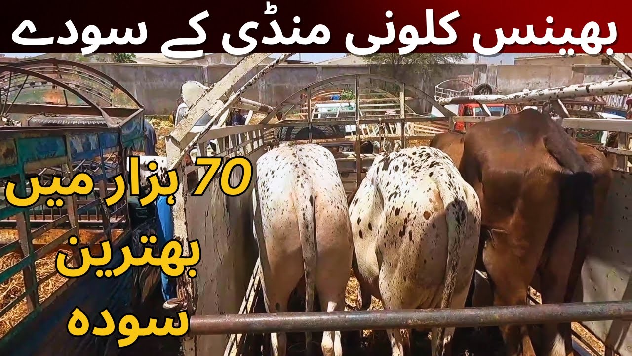 Bhains Colony Main Soday Hi Soday | Karachi Maweshi Mandi 2024 | Bhains Colony Mandi 2024