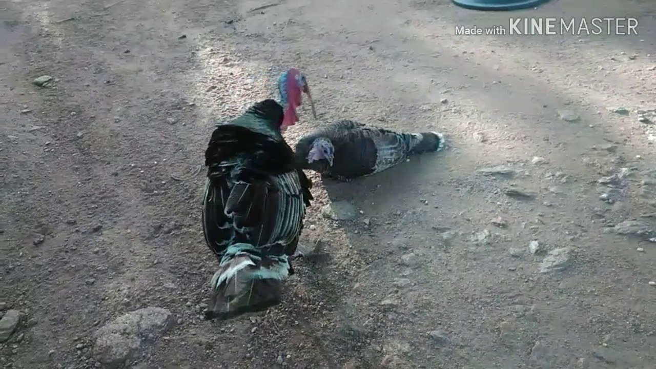 Minha pequena criação de aves.(galinhas,peru,capote e gansos)