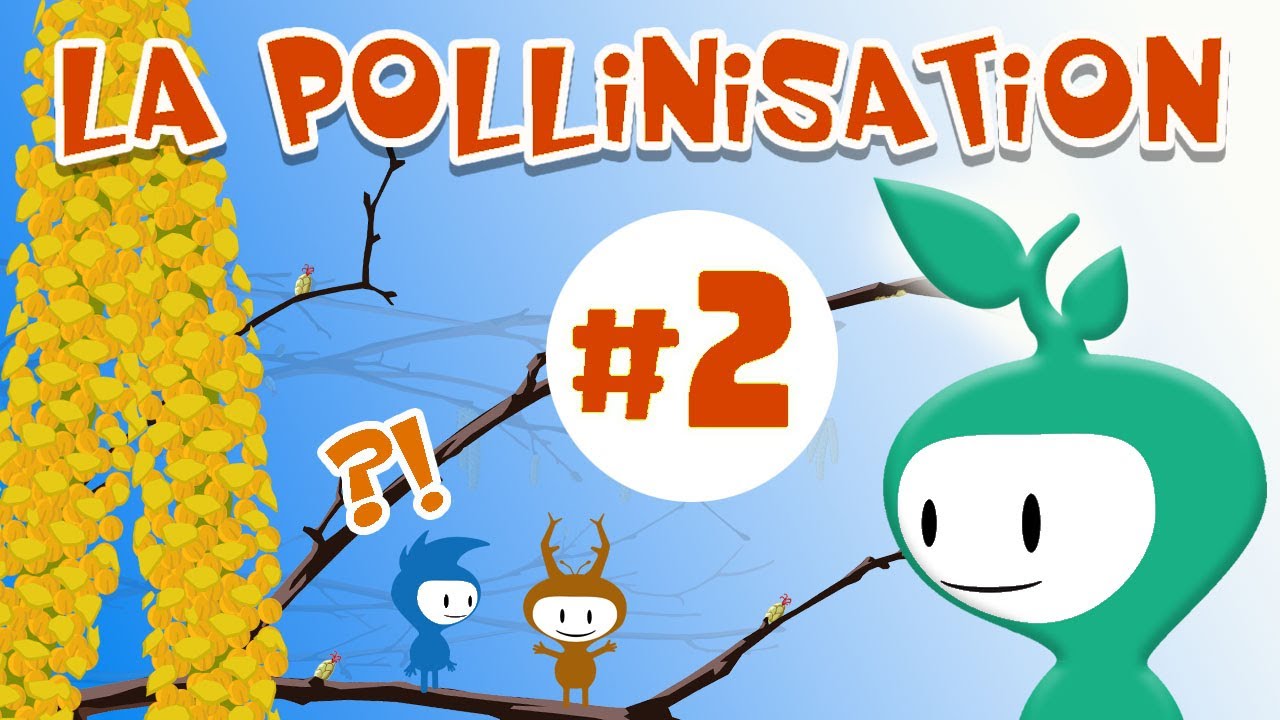 La pollinisation: explication 2/2
