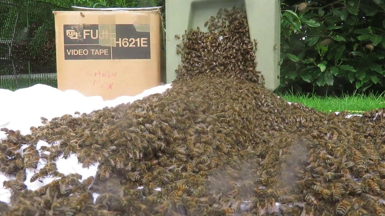 Prime swarm 2/5/17  from 14x12 National Hive
