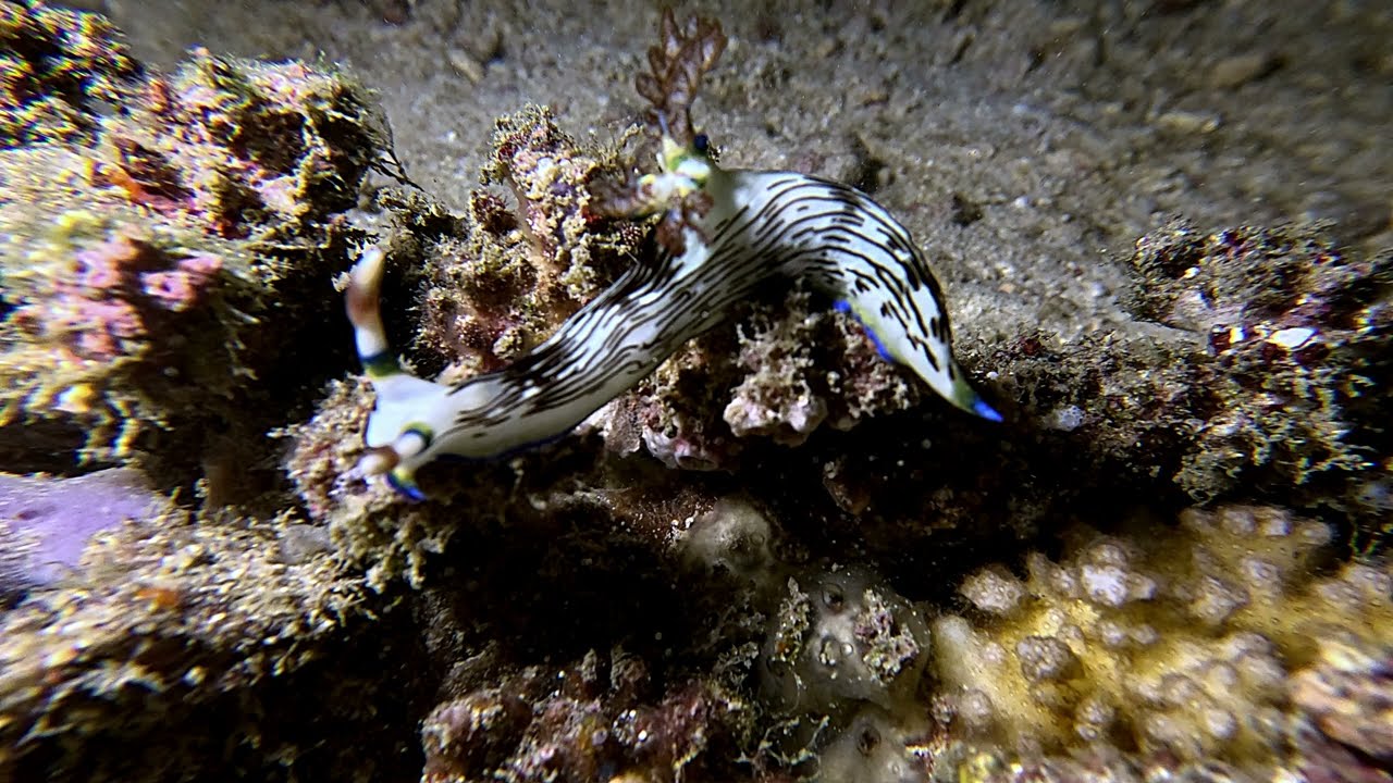 Scuba Diving from the Philippines, Puerto Galaria, Nudibranchs November 2025